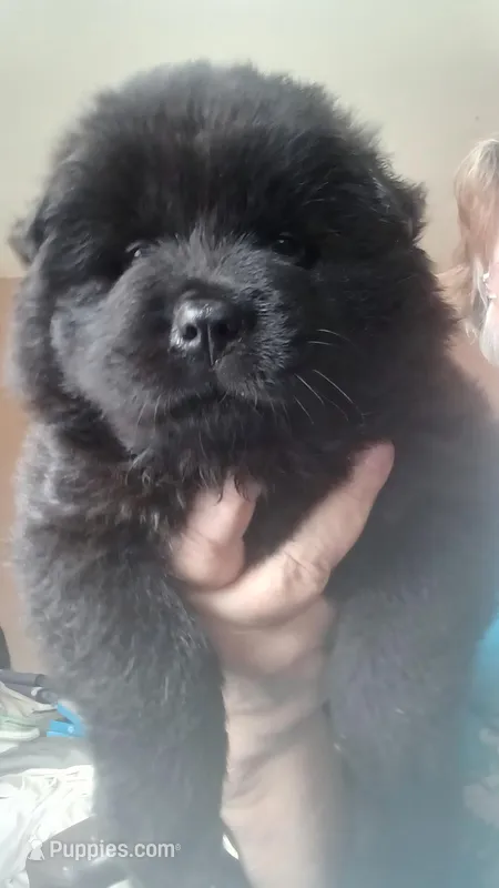 BANDIT CKC (reduced price) – Chow Chow puppy for sale in Henry, IL