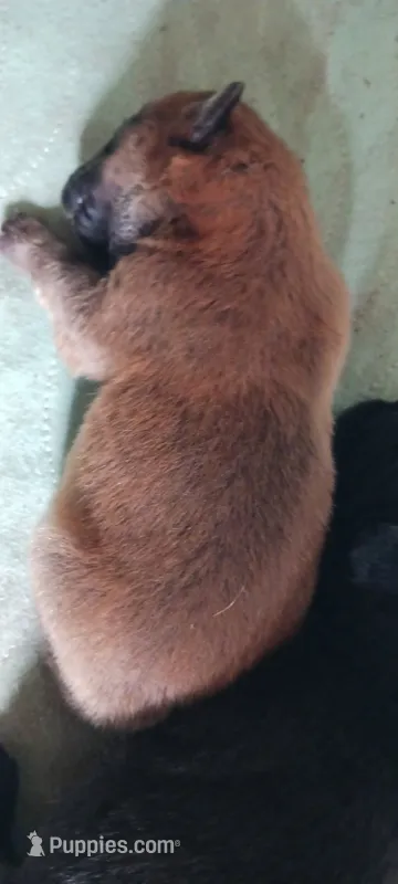 LIL BO CKC – Chow Chow puppy for sale in Henry, IL