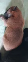 LIL BO CKC, a male Chow Chow for sale in Henry, IL – 1 of 3