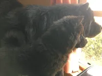 BENJI CKC, a male Chow Chow for sale in Henry, IL – 2 of 3
