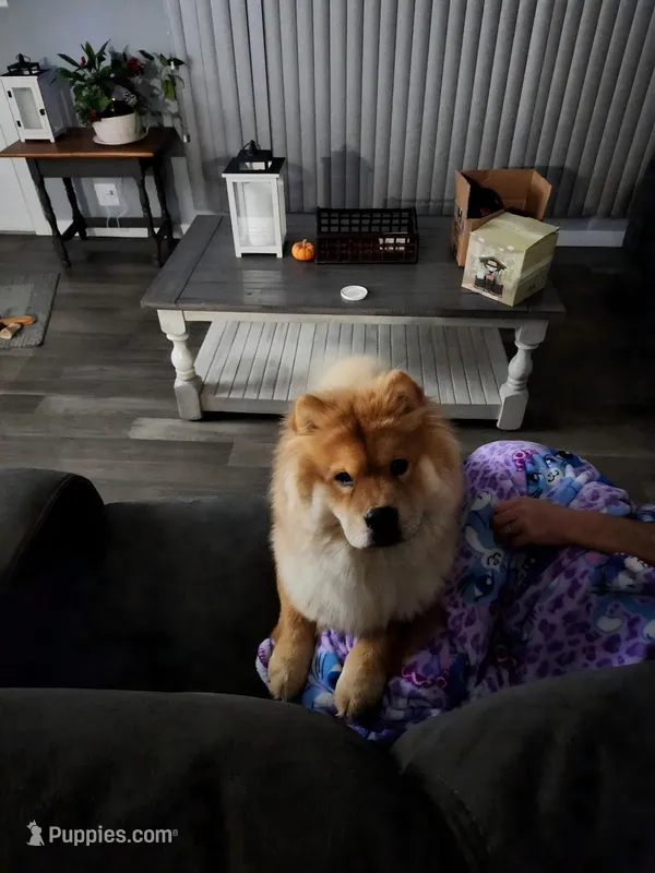 Rizzo Adult Neutered Chow – Chow Chow puppy on hold in Henry, IL