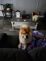 Rizzo Adult Neutered Chow, a male Chow Chow for sale in Henry, IL – 1 of 3