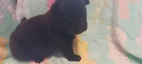 BENJI CKC Reduced Price, a male Chow Chow for sale in Henry, IL – 4 of 7