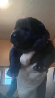 BRODY Price reduced, a male Chow Chow for sale in Henry, IL – 2 of 6