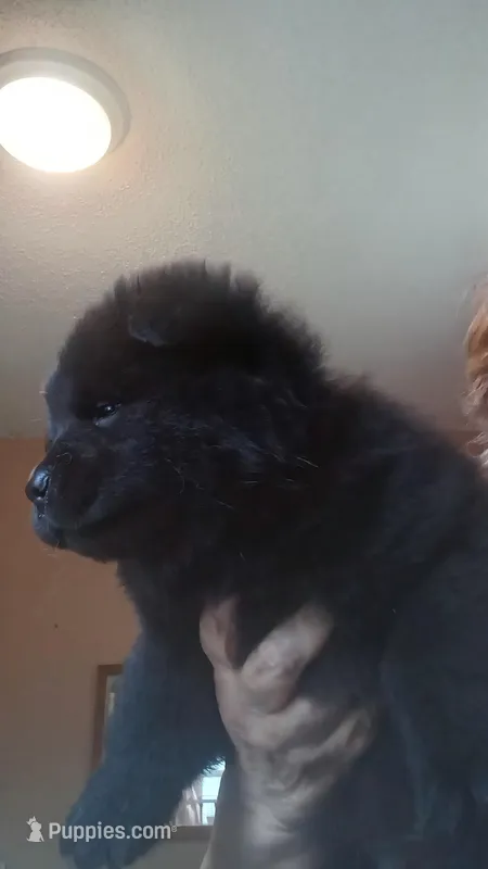 Brody CKC reduced Price – Chow Chow puppy for sale in Henry, IL