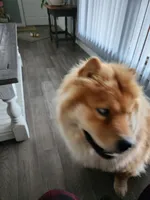 Rizzo Adult Neutered Chow, a male Chow Chow for sale in Henry, IL – 3 of 3