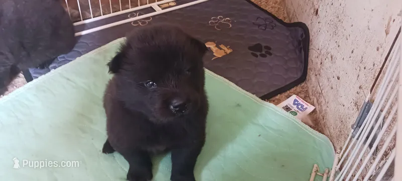 BENJI CKC – Chow Chow puppy for sale in Henry, IL