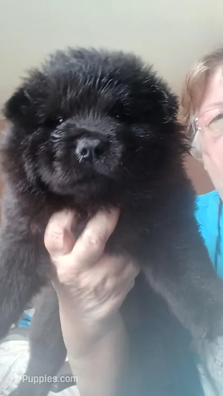 BENJI CKC Reduced Price – Chow Chow puppy for sale in Henry, IL