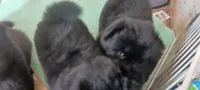 BANDIT CKC (reduced price), a male Chow Chow for sale in Henry, IL – 2 of 7