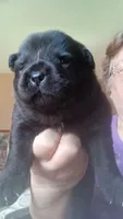 BANDIT CKC (reduced price), a male Chow Chow for sale in Henry, IL – 3 of 7