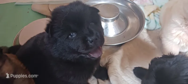 BANDIT CKC (reduced price) – Chow Chow puppy for sale in Henry, IL