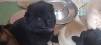 BANDIT CKC (reduced price), a male Chow Chow for sale in Henry, IL – 1 of 7