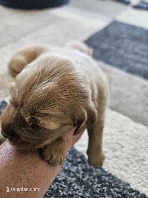 Ansley – Golden Retriever puppy for sale in Canon, GA