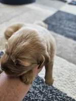 Ansley, a female Golden Retriever for sale in Canon, GA – 1 of 1