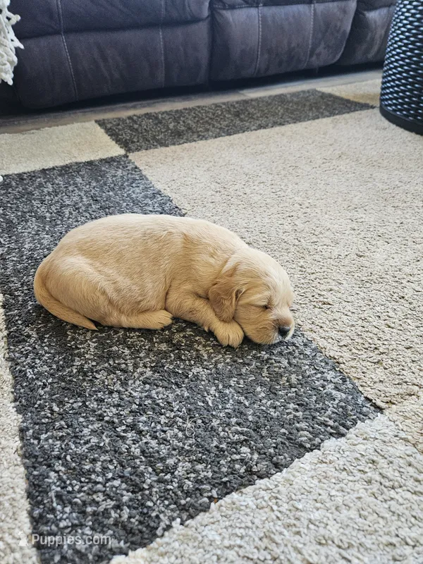 Ash – Golden Retriever puppy for sale in Canon, GA