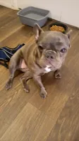 Ellie, a female French Bulldog for sale in Lawrence, KS – 2 of 3