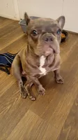 Ellie, a female French Bulldog for sale in Lawrence, KS – 3 of 3