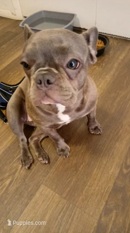 Ellie – French Bulldog puppy for sale in Lawrence, KS