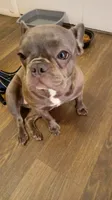 Ellie, a female French Bulldog for sale in Lawrence, KS – 1 of 3