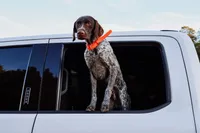 Cash, a male German Shorthaired Pointer for sale in North Augusta, SC – Photo 2 of 4