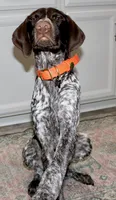 Cash, a male German Shorthaired Pointer for sale in North Augusta, SC – Photo 1 of 4
