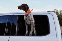 Cash, a male German Shorthaired Pointer for sale in North Augusta, SC – Photo 3 of 4