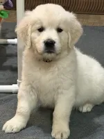 Black , a male English Cream Golden Retriever for sale in Powderly, TX – 3 of 10