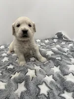 processed/ca61e9e8-a836-4b57-af05-270533d144a5/listing/1430b811-410b-4b76-b951-88be7743be28/e4923e17-11de-4e7f-bea4-3b2b8633a214