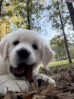 AKC Blue Male, a male English Cream Golden Retriever for sale in Powderly, TX – 2 of 8