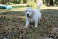Black , a male English Cream Golden Retriever for sale in Powderly, TX – 6 of 10
