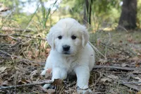 Green, a male English Cream Golden Retriever for sale in Powderly, TX – 7 of 10