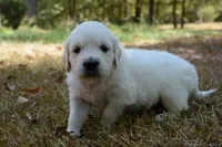 Gray, a male English Cream Golden Retriever for sale in Powderly, TX – 7 of 10