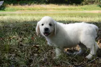 Gray, a male English Cream Golden Retriever for sale in Powderly, TX – 3 of 10