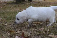 Gray, a male English Cream Golden Retriever for sale in Powderly, TX – 4 of 10