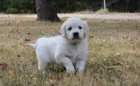 Green, a male English Cream Golden Retriever for sale in Powderly, TX – 6 of 10