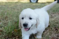 Black , a male English Cream Golden Retriever for sale in Powderly, TX – 7 of 10