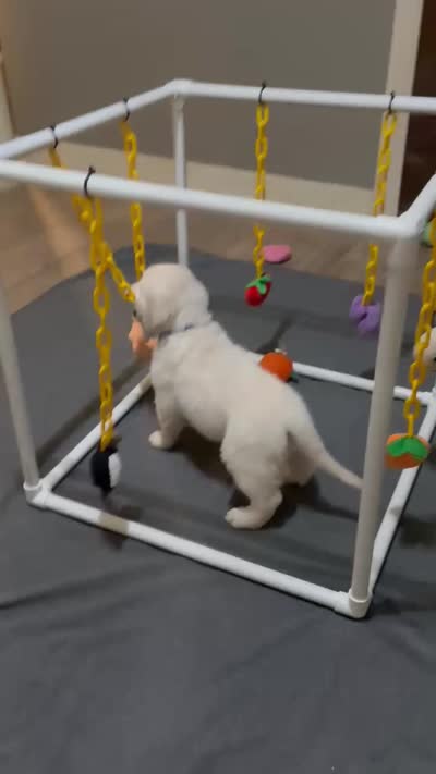 Blue, a male English Cream Golden Retriever for sale in Powderly, TX – 4 of 9