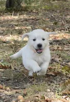 Orange, a male English Cream Golden Retriever for sale in Powderly, TX – 3 of 10