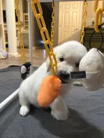 AKC Brown Male, a male English Cream Golden Retriever for sale in Powderly, TX – 5 of 6