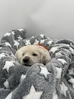 processed/ca61e9e8-a836-4b57-af05-270533d144a5/listing/3cfd7ac4-6196-41a9-9eae-f7052858e3d3/3e754526-dcb4-49f0-86b9-b27df6328daf