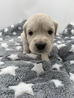 processed/ca61e9e8-a836-4b57-af05-270533d144a5/listing/3d6a70a3-dd47-4247-86bf-6c8bb513b5ed/e50ff6ad-8b08-4e96-b74d-98dd43e0ddec