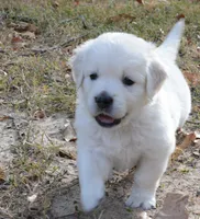 Blue, a male English Cream Golden Retriever for sale in Powderly, TX – 8 of 9