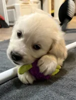 Orange, a male English Cream Golden Retriever for sale in Powderly, TX – 2 of 10