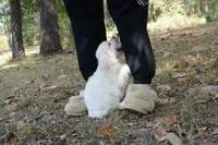 Orange, a male English Cream Golden Retriever for sale in Powderly, TX – 6 of 10
