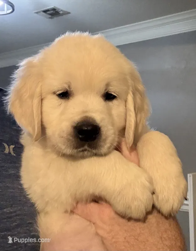 Blue – English Cream Golden Retriever puppy for sale in Powderly, TX