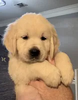 Blue, a male English Cream Golden Retriever for sale in Powderly, TX – 1 of 9
