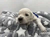 processed/ca61e9e8-a836-4b57-af05-270533d144a5/listing/4b2faf94-b919-4378-8829-bd2e71442e5e/86d500d1-24e4-4788-9e24-cd00415079cb