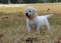 Orange, a male English Cream Golden Retriever for sale in Powderly, TX – 7 of 10