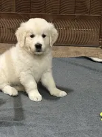 Black , a male English Cream Golden Retriever for sale in Powderly, TX – 2 of 10