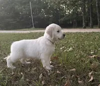 AKC Brown Male, a male English Cream Golden Retriever for sale in Powderly, TX – 2 of 6